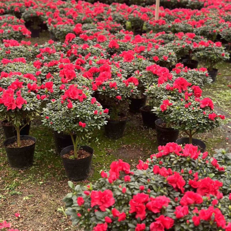 红宝石杜鹃花盆栽花卉