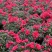 红宝石杜鹃花盆栽花卉