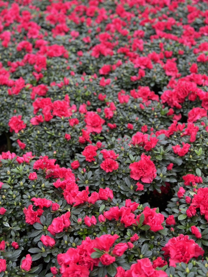 红宝石杜鹃花盆栽花卉