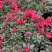 红宝石杜鹃花盆栽花卉