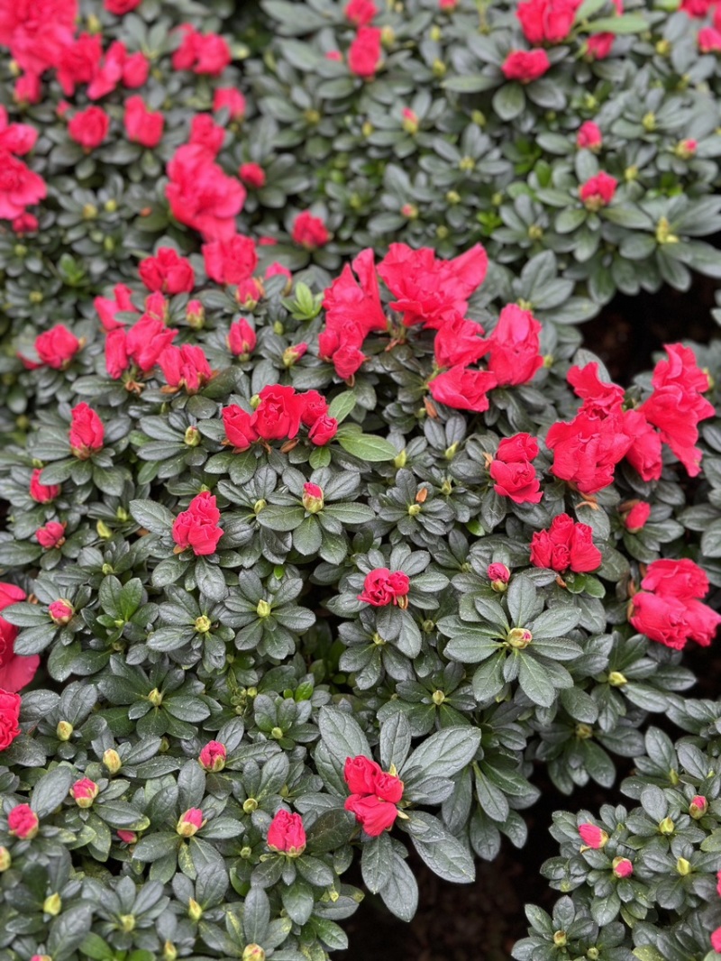 红宝石杜鹃花盆栽花卉