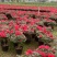 红宝石杜鹃花盆栽花卉