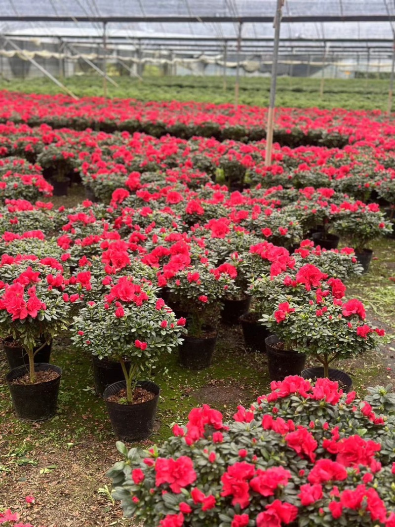 红宝石杜鹃花盆栽花卉