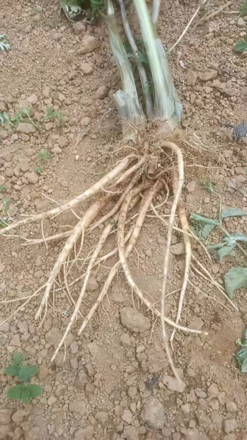 当归鲜货量大从优，货源充足，欢迎各地朋友长期合作