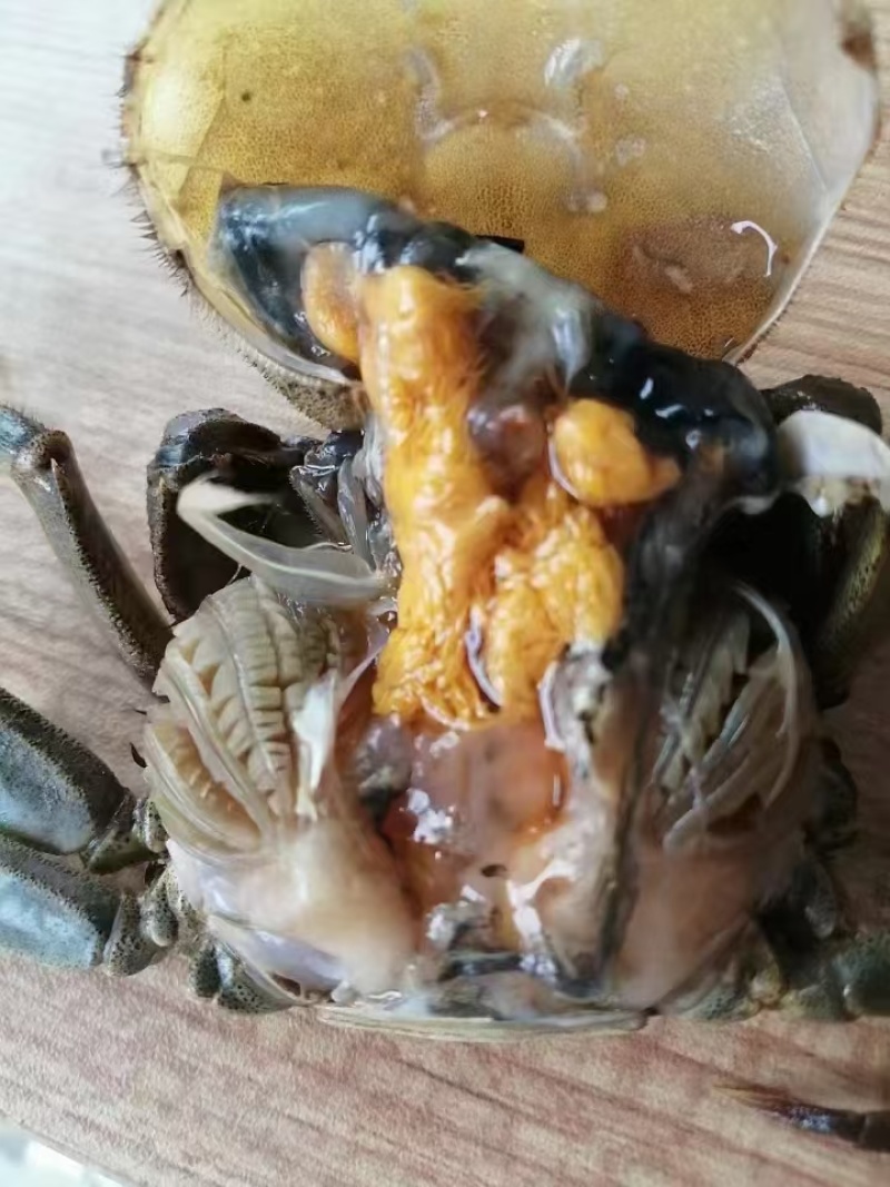 盘锦河蟹大螃蟹大量有货死蟹包赔售后有保证各种规格包肥包黄