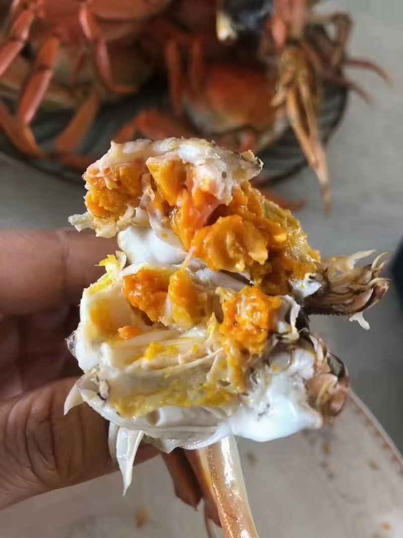 盘锦河蟹大螃蟹大量有货死蟹包赔售后有保证各种规格包肥包黄