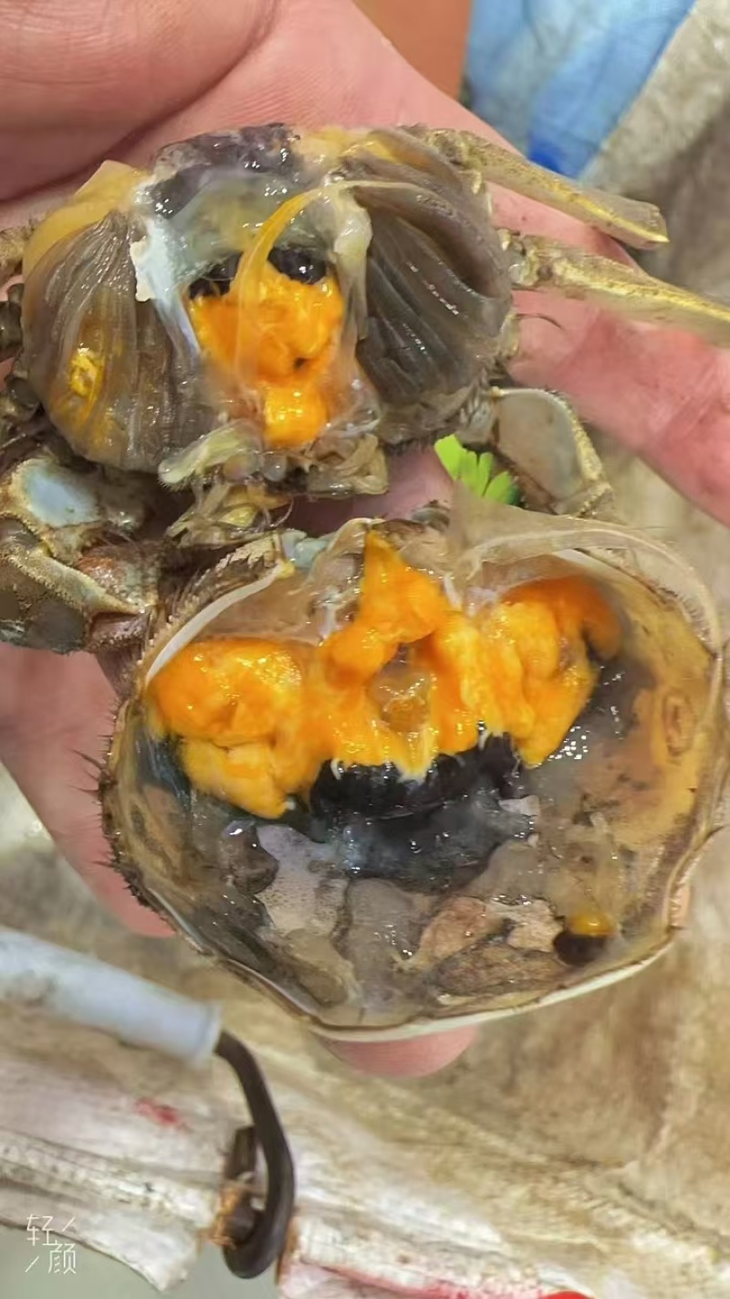 盘锦河蟹大螃蟹大量有货死蟹包赔售后有保证各种规格包肥包黄