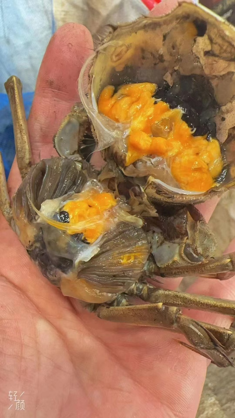 盘锦河蟹大螃蟹大量有货死蟹包赔售后有保证各种规格包肥包黄
