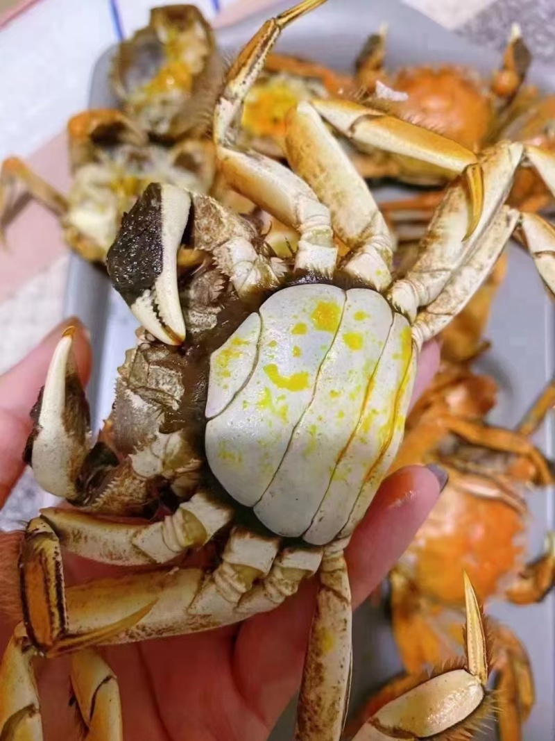 盘锦河蟹大螃蟹大量有货死蟹包赔售后有保证各种规格包肥包黄