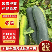 黑皮冬瓜精品冬瓜大量上市价格优惠诚信经营欢迎联系