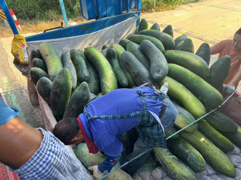 黑皮冬瓜精品冬瓜大量上市价格优惠诚信经营欢迎联系