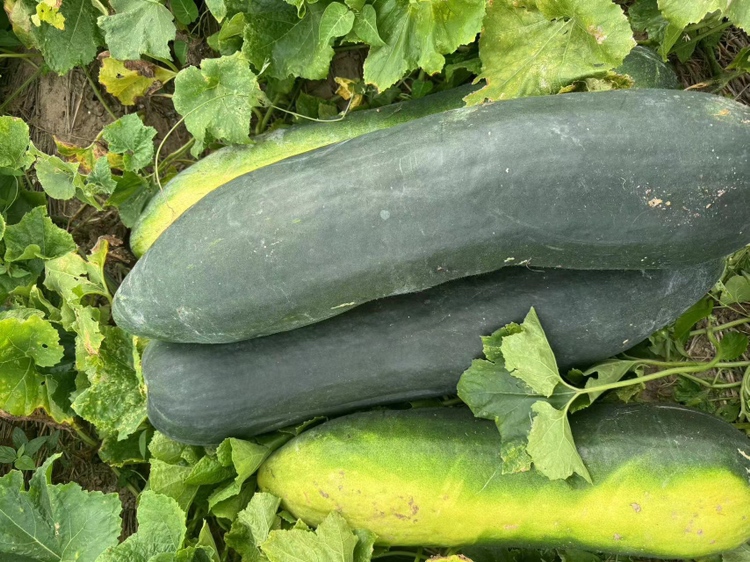 冬瓜炒猪肉成品图