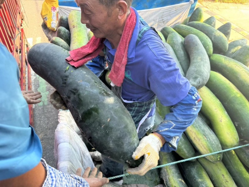 黑皮冬瓜精品冬瓜大量上市价格优惠诚信经营欢迎联系