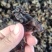 木耳摆地摊赶集黑木耳，干木耳小木耳优质木耳单片木耳无根货