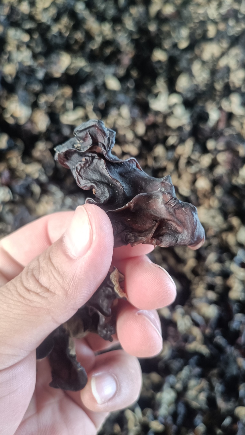 木耳摆地摊赶集黑木耳，干木耳小木耳优质木耳单片木耳无根货