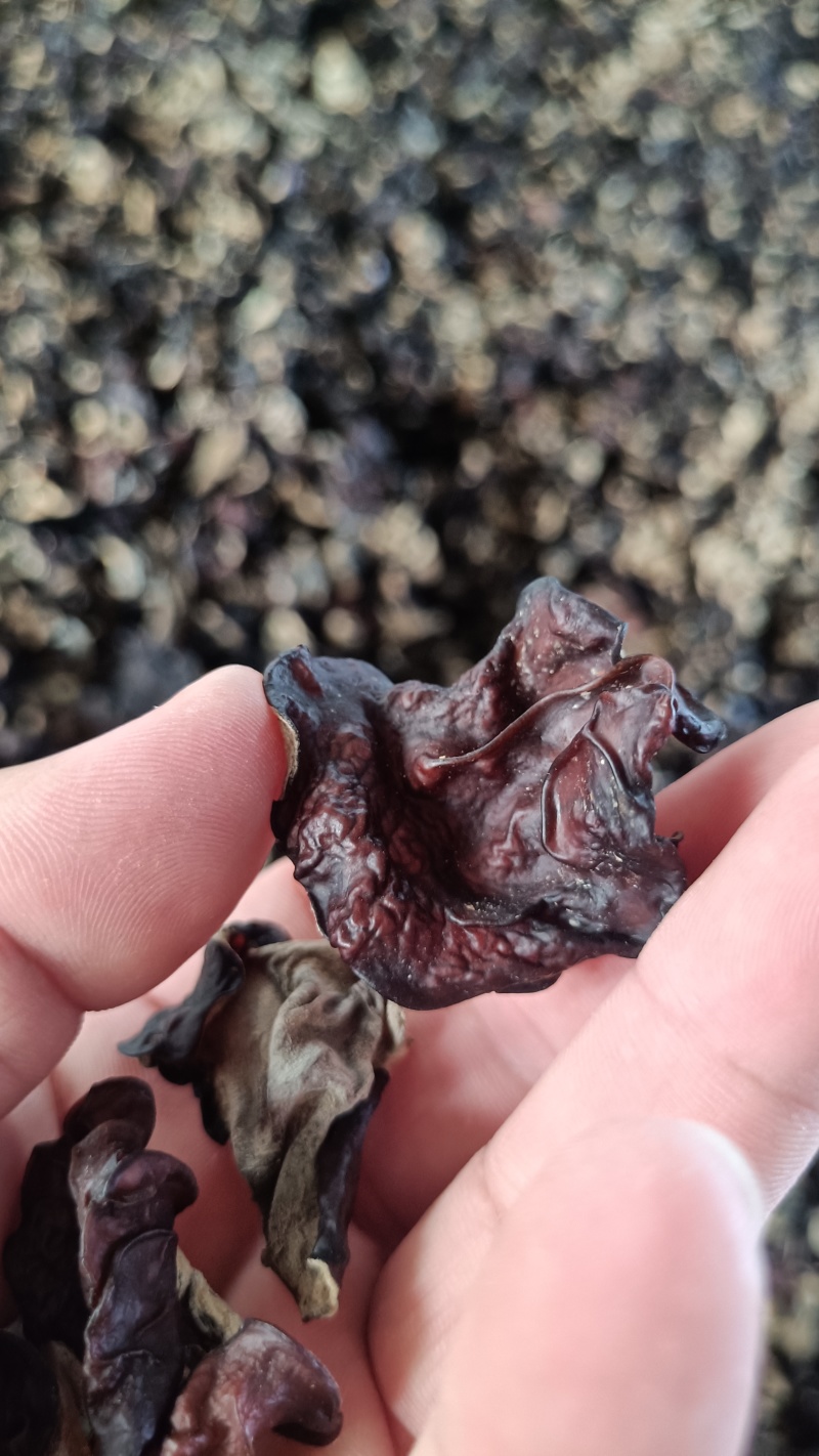木耳摆地摊赶集黑木耳，干木耳小木耳优质木耳单片木耳无根货