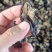 木耳摆地摊赶集黑木耳，干木耳小木耳优质木耳单片木耳无根货