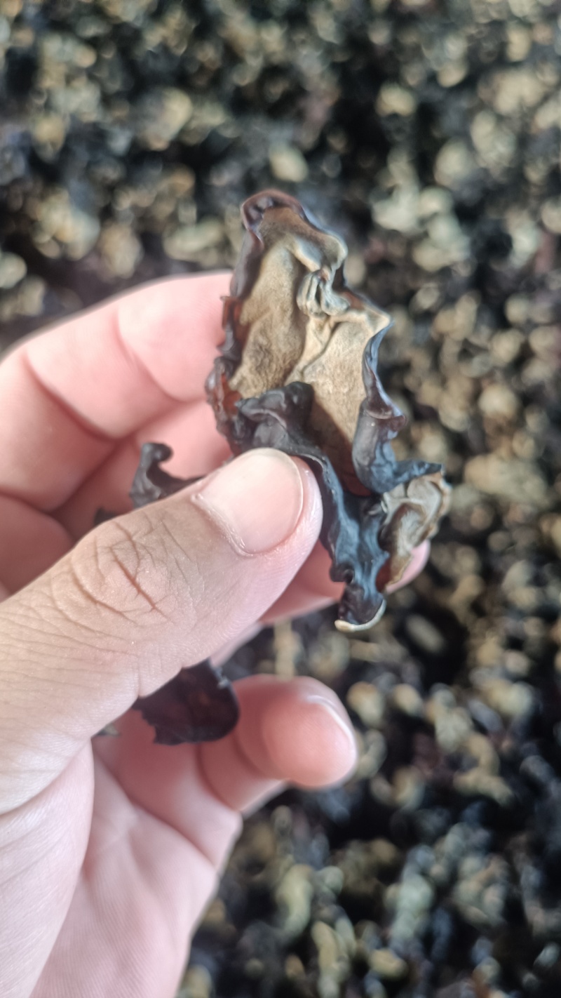 木耳摆地摊赶集黑木耳，干木耳小木耳优质木耳单片木耳无根货