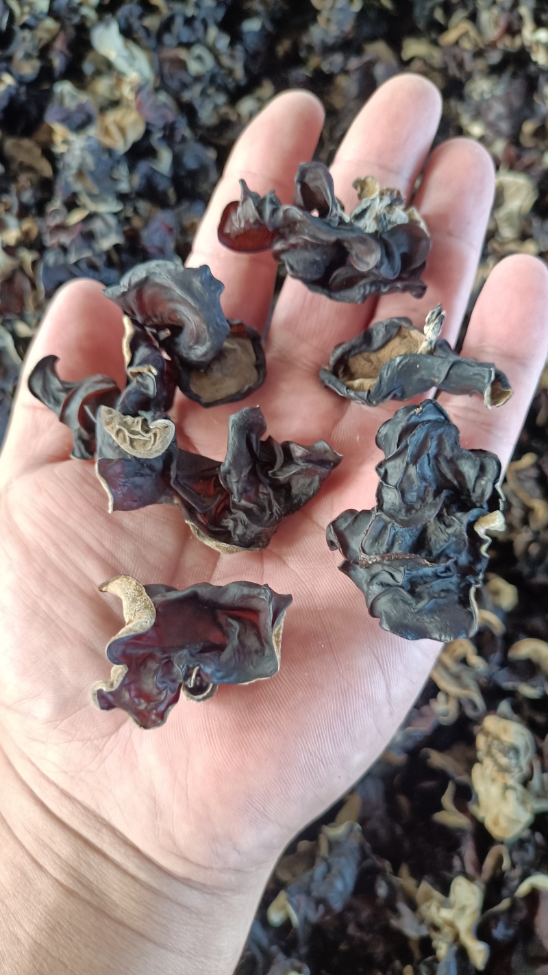 木耳摆地摊赶集黑木耳，干木耳小木耳优质木耳单片木耳无根货