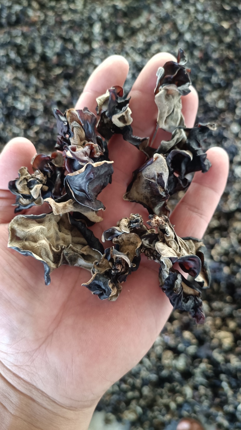 木耳摆地摊赶集黑木耳，干木耳小木耳优质木耳单片木耳无根货