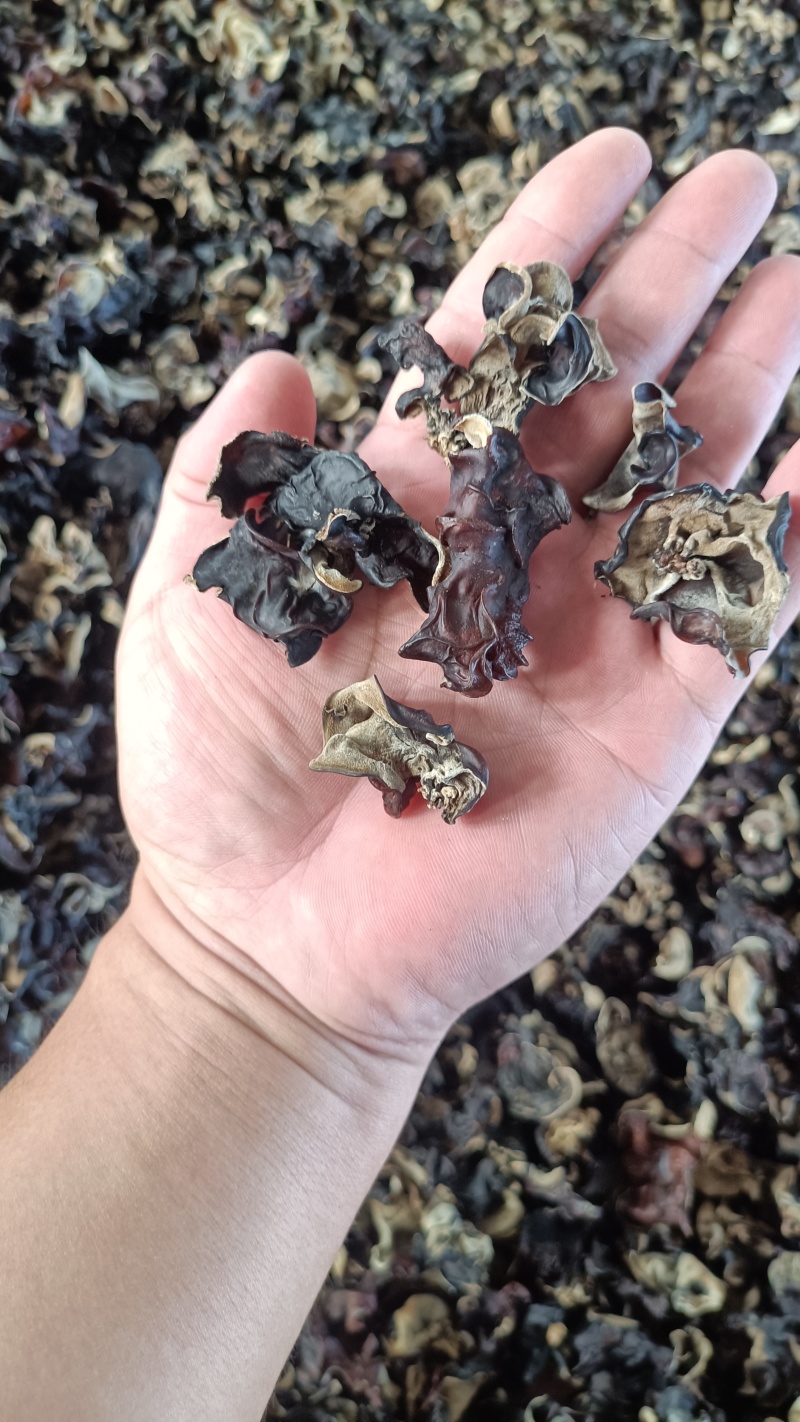 木耳摆地摊赶集黑木耳，干木耳小木耳优质木耳单片木耳无根货