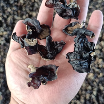 木耳摆地摊赶集黑木耳，干木耳小木耳优质木耳单片木耳无根货
