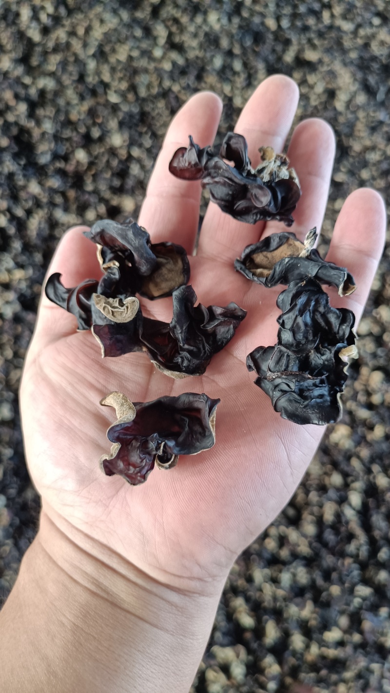 木耳摆地摊赶集黑木耳，干木耳小木耳优质木耳单片木耳无根货