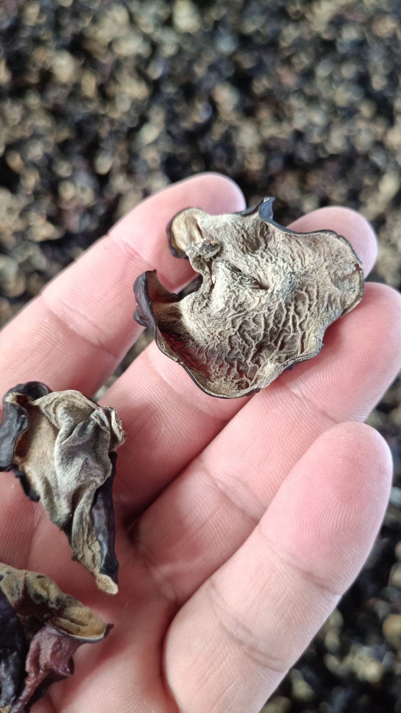 木耳摆地摊赶集黑木耳，干木耳小木耳优质木耳单片木耳无根货
