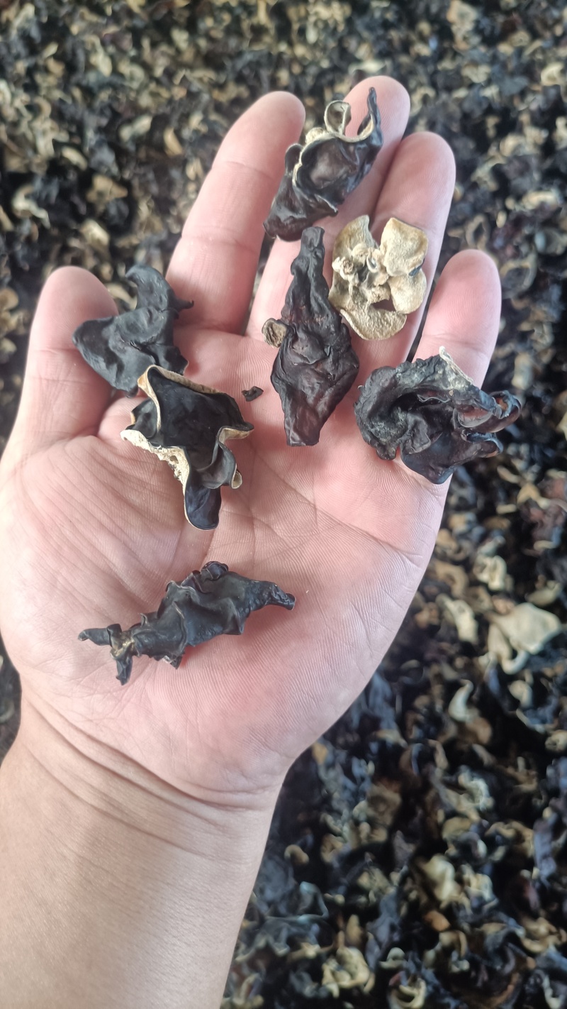 木耳摆地摊赶集黑木耳，干木耳小木耳优质木耳单片木耳无根货
