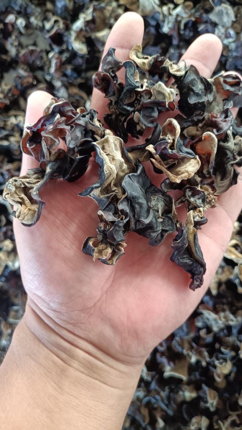 木耳摆地摊赶集黑木耳，干木耳小木耳优质木耳单片木耳无根货