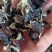 木耳摆地摊赶集黑木耳，干木耳小木耳优质木耳单片木耳无根货