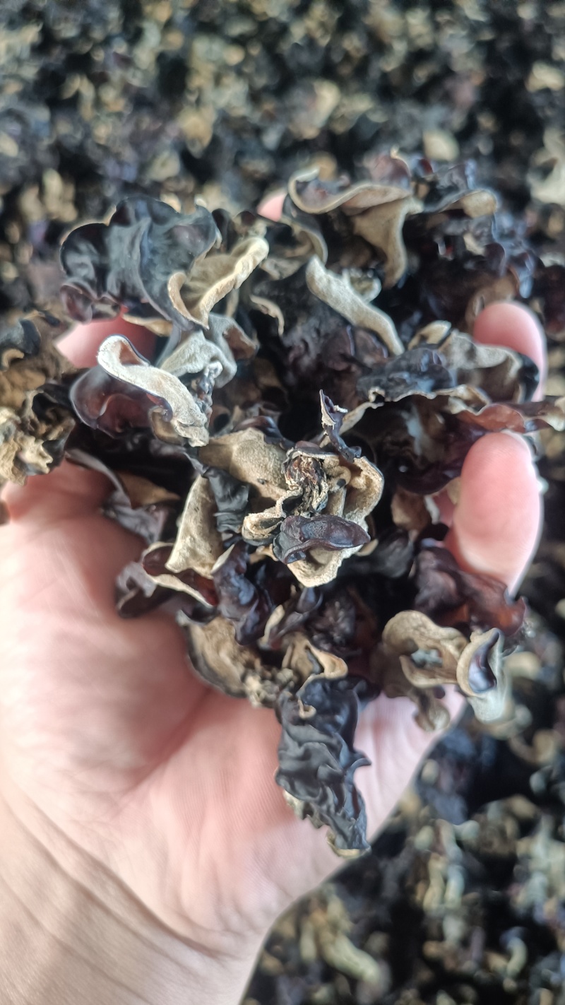 摆地摊木耳，黑木耳赶集干黑木耳产地直销优质木耳批发零售好