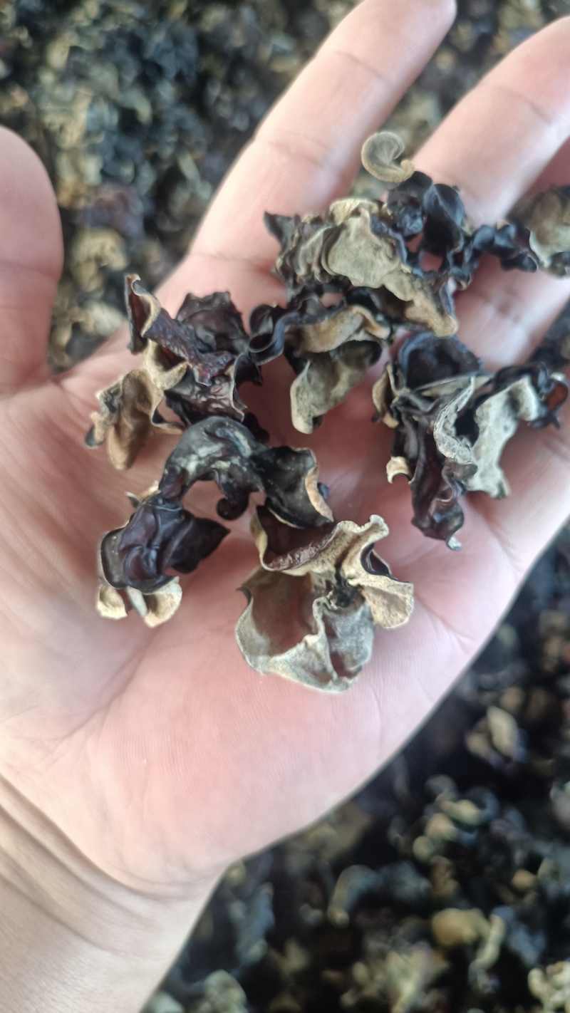 摆地摊木耳，黑木耳赶集干黑木耳产地直销优质木耳批发零售好