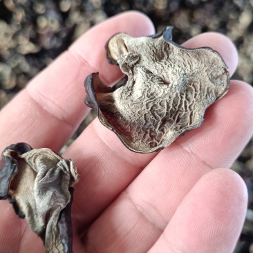 摆地摊木耳，黑木耳赶集干黑木耳产地直销优质木耳批发零售好