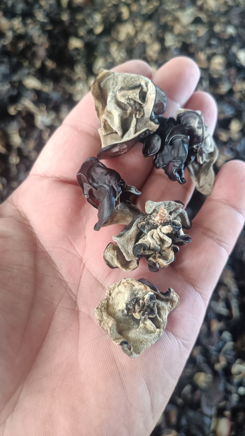 摆地摊木耳，黑木耳赶集干黑木耳产地直销优质木耳批发零售好