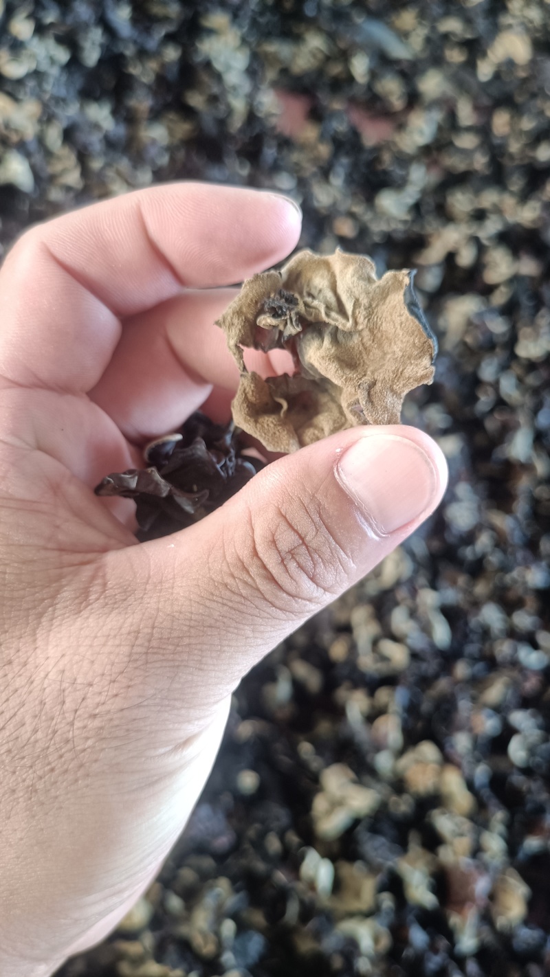 摆地摊木耳，黑木耳赶集干黑木耳产地直销优质木耳批发零售好