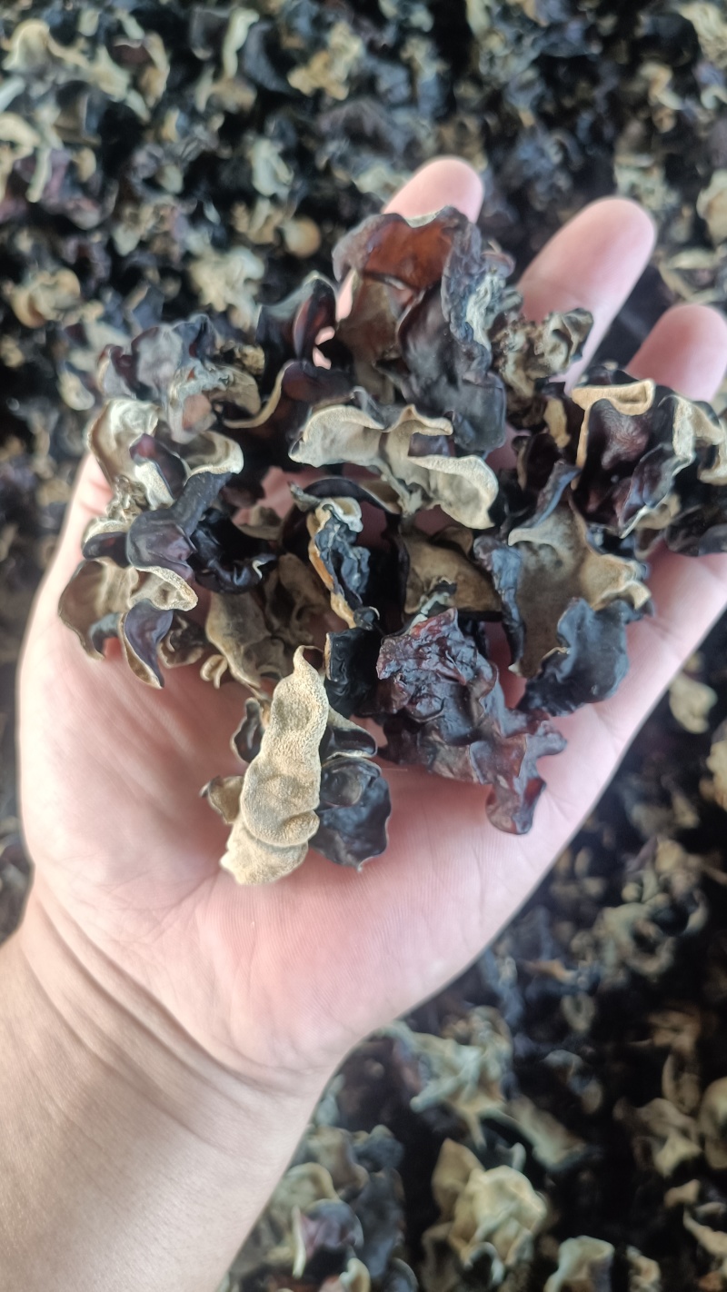 摆地摊木耳，黑木耳赶集干黑木耳产地直销优质木耳批发零售好