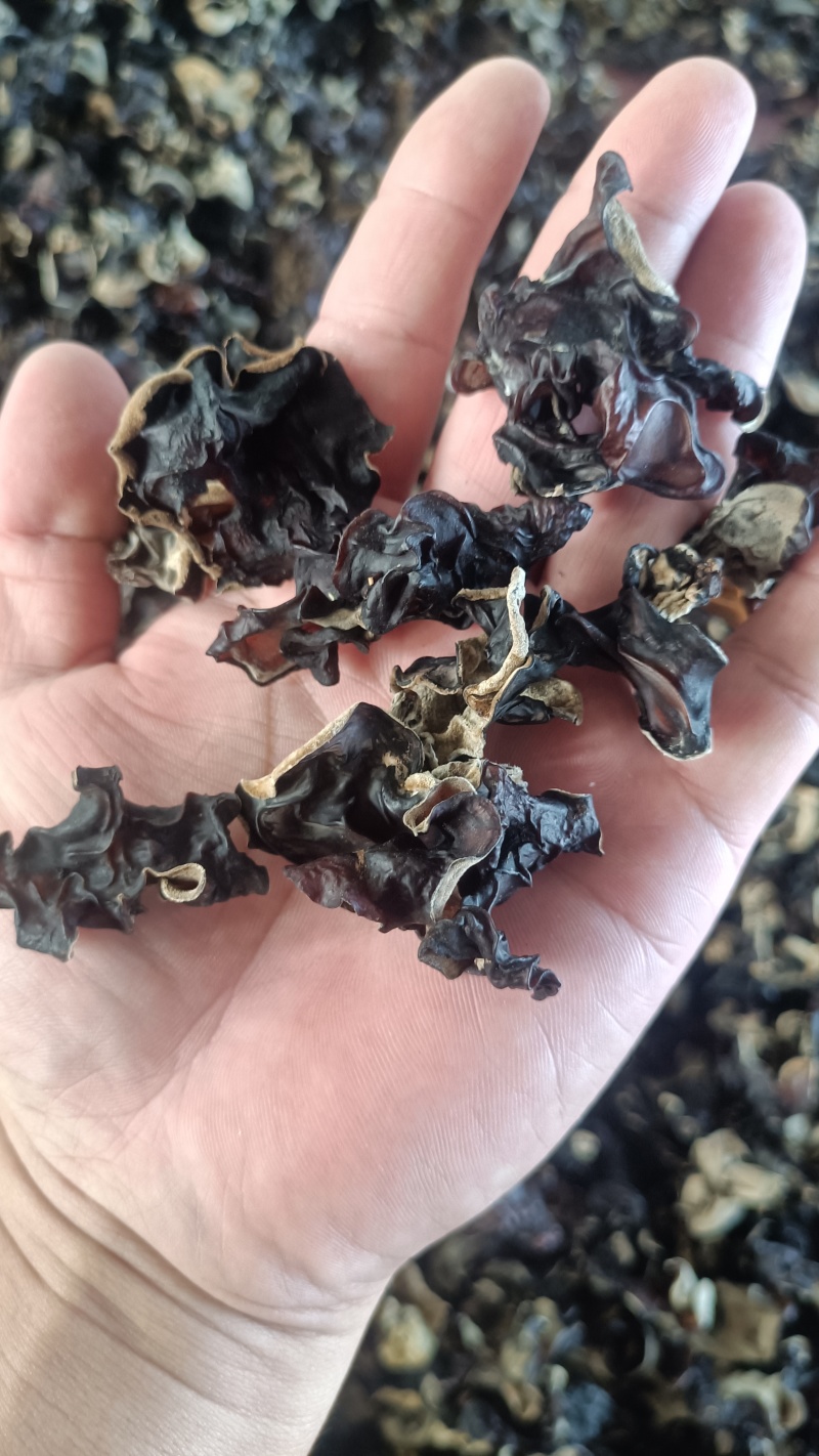 摆地摊木耳，黑木耳赶集干黑木耳产地直销优质木耳批发零售好