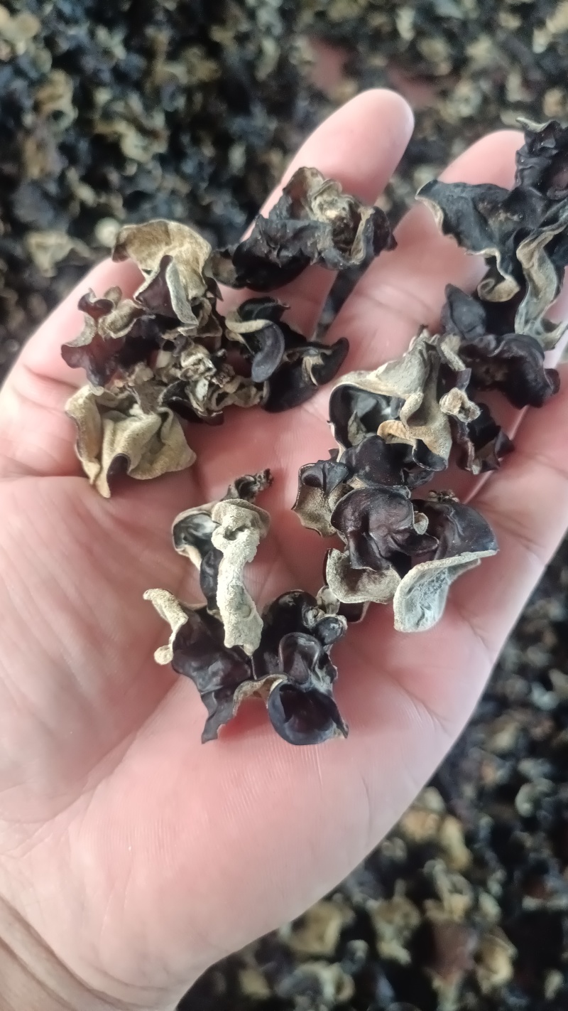 摆地摊木耳，黑木耳赶集干黑木耳产地直销优质木耳批发零售好