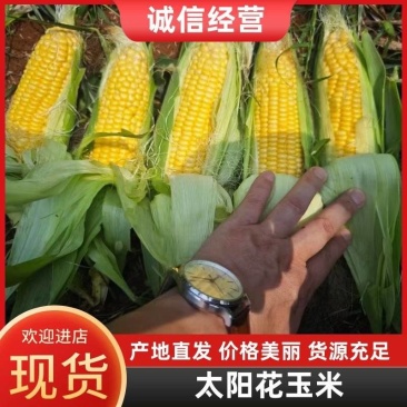 精品玉米产地太阳花，水果玉米白糯花糯基地货源可以视频看货