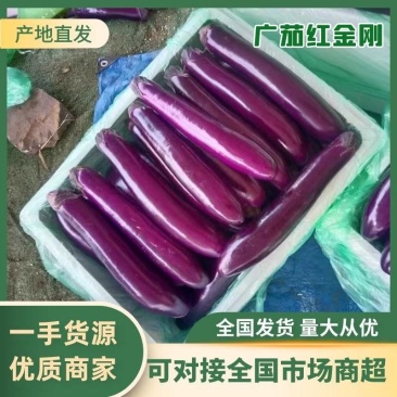 精品茄子广茄红金刚基地直发对接各大电商欢迎来电