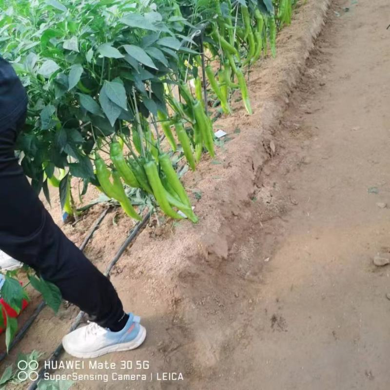 华研22大果高产青黄皮粗尖椒辣椒种子有辣味辣椒种子