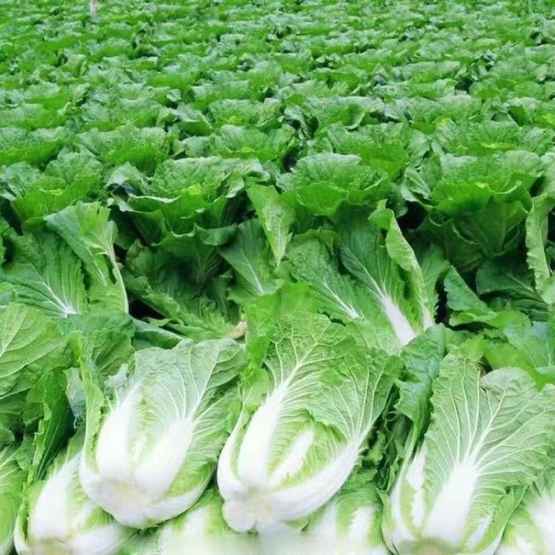 精品黄心大白菜，货量充足，量大从优，诚信经营，欢迎客商来电