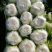 精品黄心大白菜，货量充足，量大从优，诚信经营，欢迎客商来电