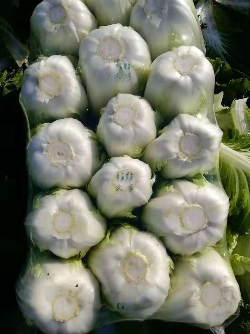精品黄心大白菜，货量充足，量大从优，诚信经营，欢迎客商来电