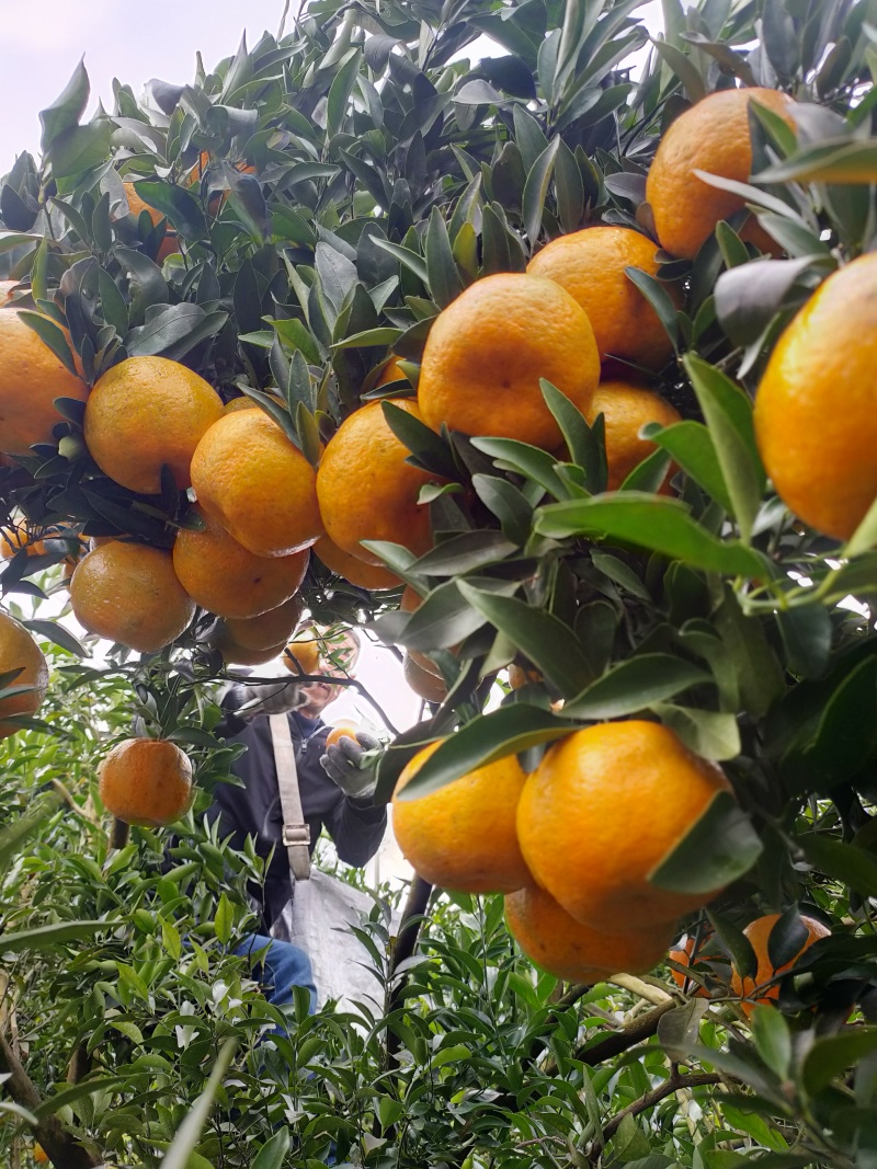 四川碰柑大量上市，货源充足质量好，过头大颜色好口感好