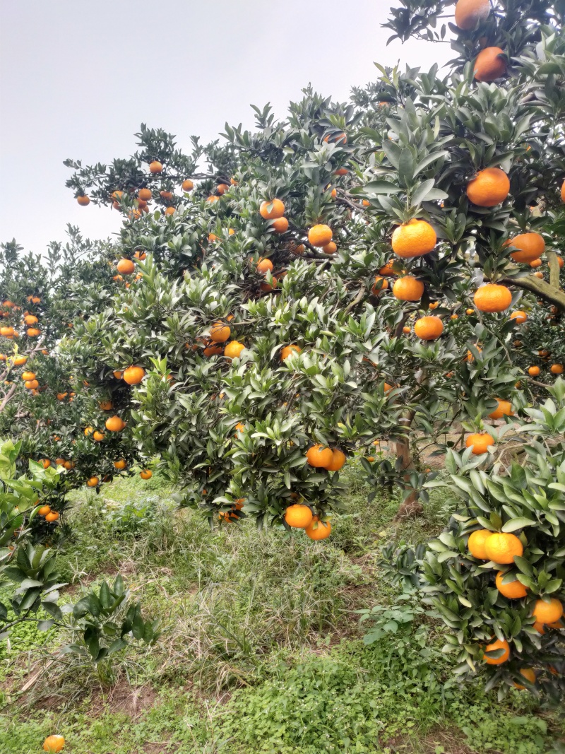 四川碰柑大量上市，货源充足质量好，过头大颜色好口感好