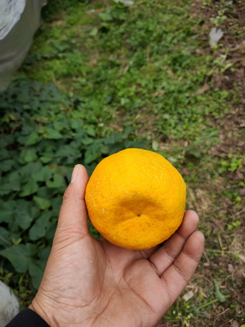 四川好货碰柑大量三十中，货源充足，质量好一手货源基地直供