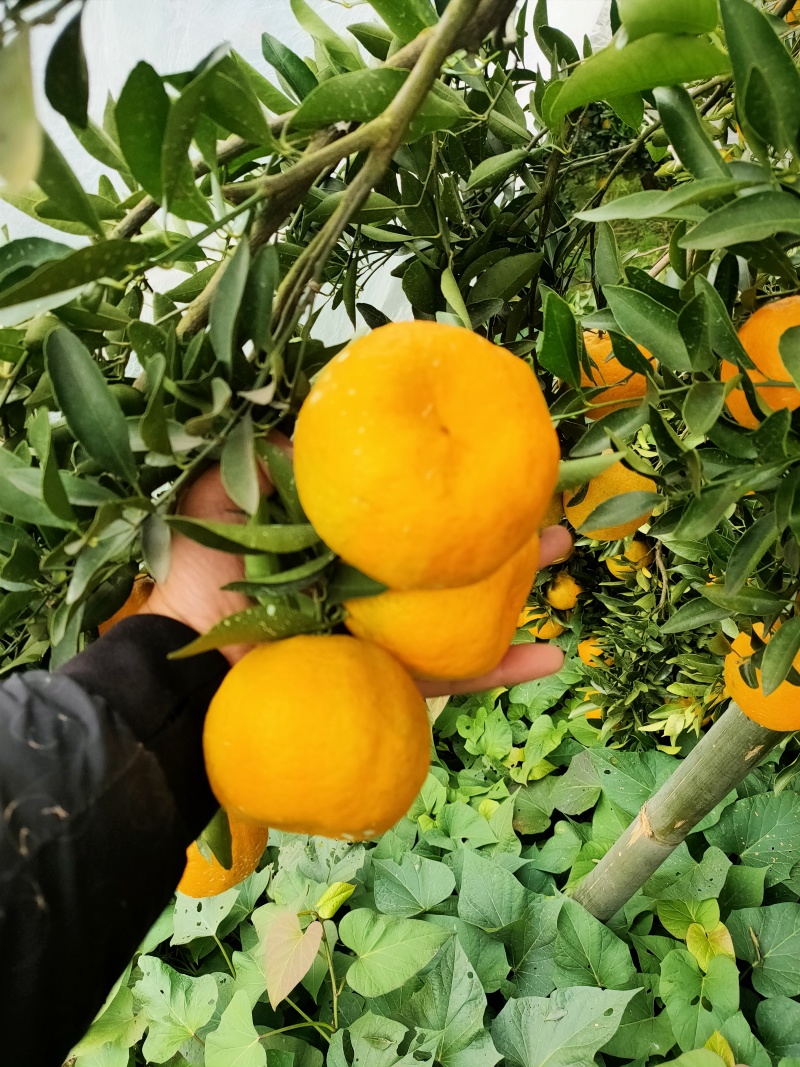 四川好货碰柑大量三十中，货源充足，质量好一手货源基地直供