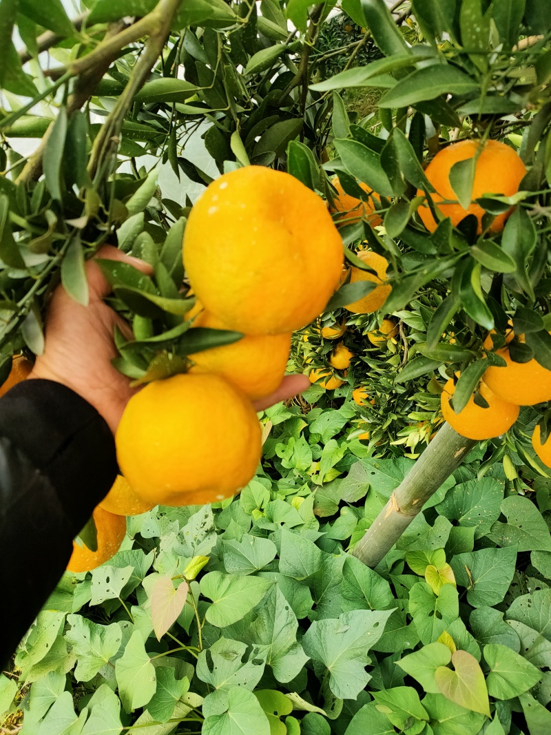 四川好货碰柑大量三十中，货源充足，质量好一手货源基地直供